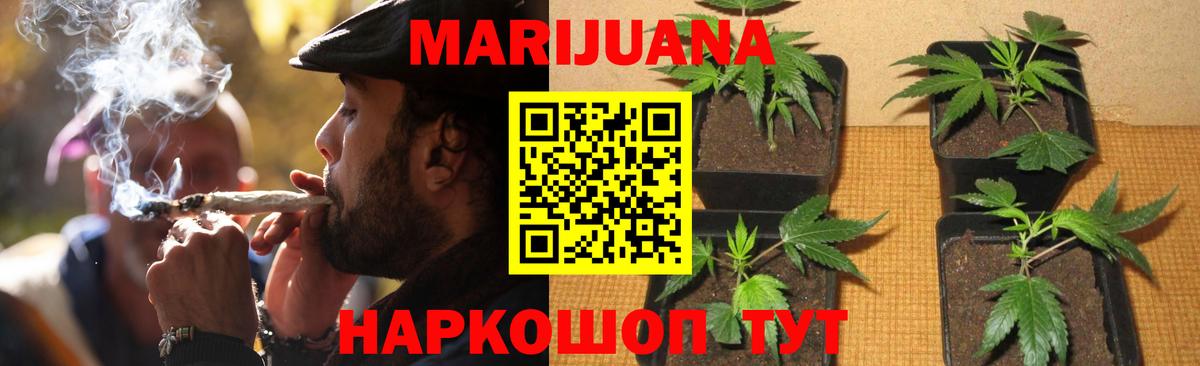 Каннабис сатива Краснознаменск